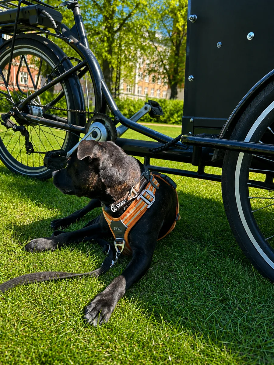 Agnes, en sort hund i orange sele, ligger i græsset ved siden af en el-ladcykel